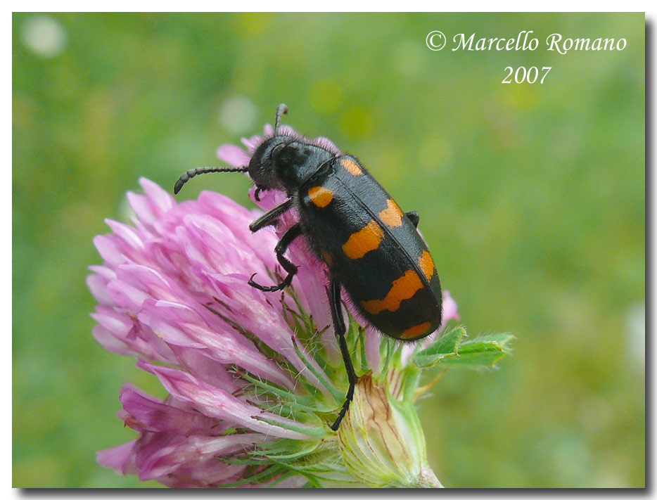 A spasso sulle Alpi Marittime: 2. Hycleus polymorphus